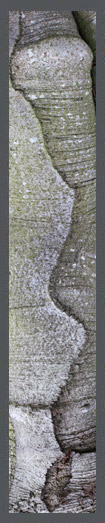 tree bark image